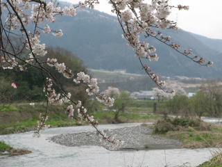 井之口円形分水から見た姉川と桜