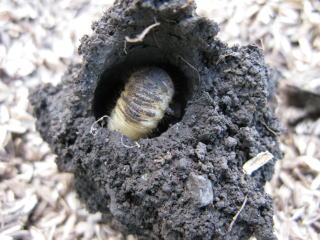 カナブンかコガネムシの蛹室