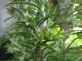 rosemary