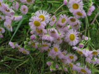 開花後、長くピンクのハルジオン