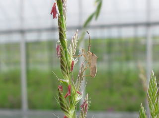 花が咲いたアオカモジグサにヘリハリカメムシ